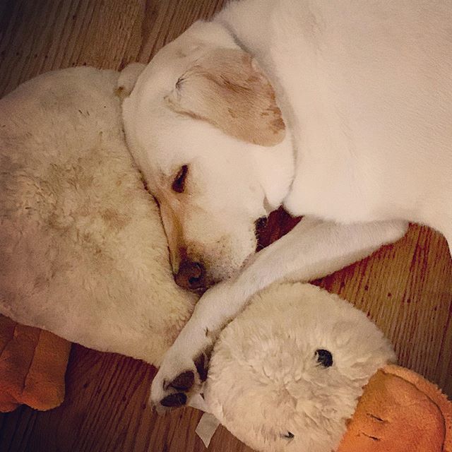 gojogojo's tweet photo. Dirty dog & his dirty duck, love him 💕
#jackthelab #labstagram https://t.co/y5re3hO9zL https://t.co/ADMJeIcZdU