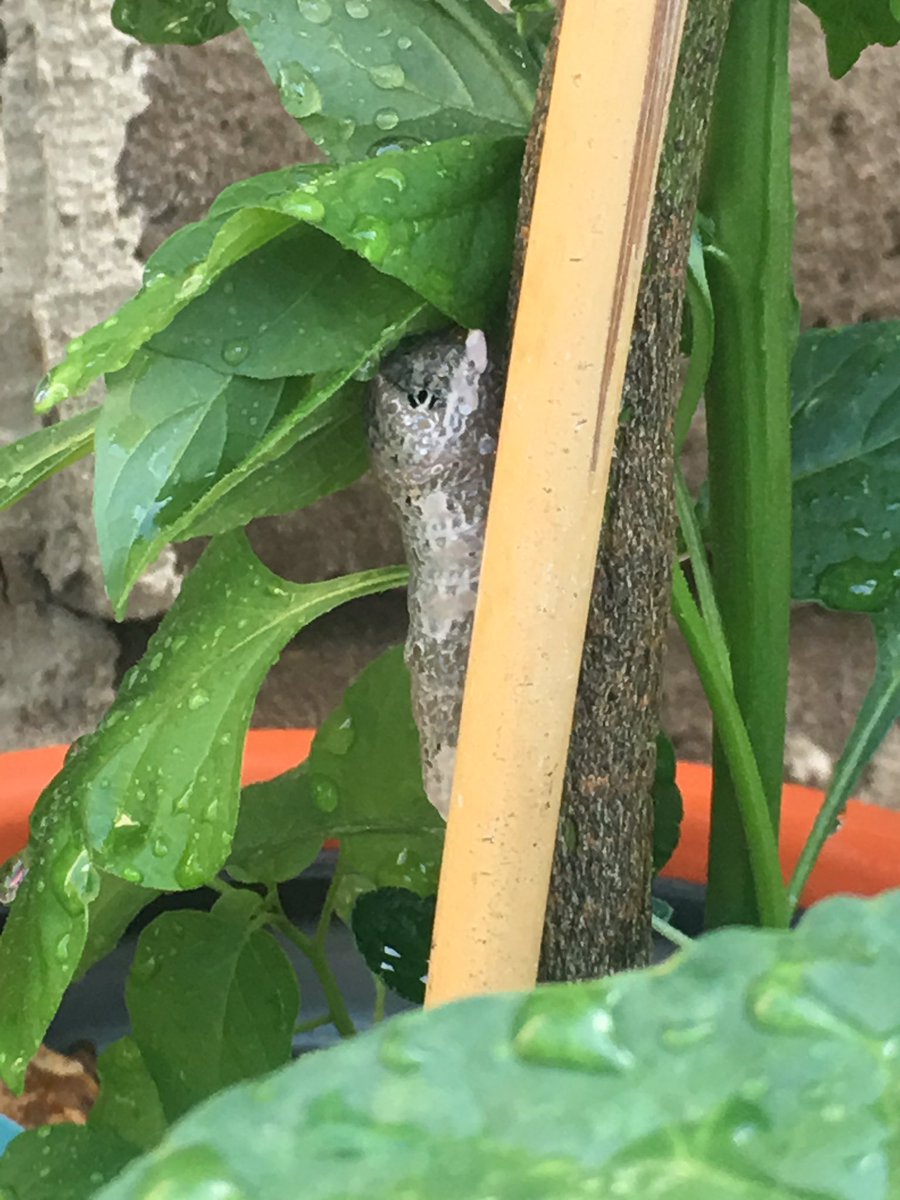 MsGurell's tweet photo. This guy is growing and growing on my mandarin orange tree. Eagerly anticipating a butterfly/moth. He might eat it all but he will be healthy and I’ll buy another next spring. #kindascared #kindaexcited #natureisweird #lizardcaterpillar https://t.co/4zipvlQhvL