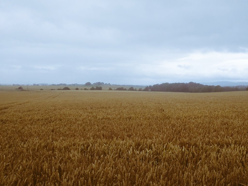 vaderbogger's tweet photo. Only field with out a lean on after the rain is the @adasYEN field. That doesn't bode well. #CouldTryHarder
Real differences in the colour in the Adas/BASF T2 trial.
The 360kg/haN 5 acres seems to have promoted Mayweed ahead of everything else🤔 time will tell. https://t.co/qBgef6AOOD