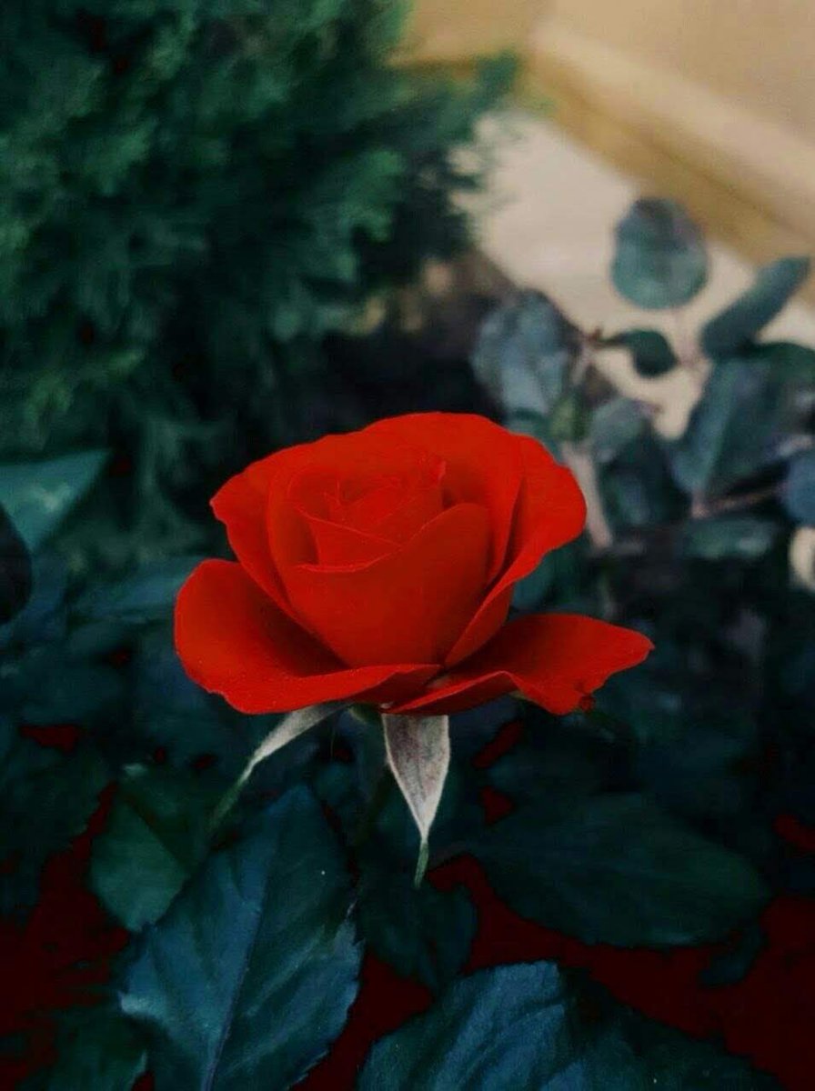 كل عام وانتم بخير أعاده الله على الجميع بالخير والمسرات ،، 
#عيد_الاضحي_المبارك2019