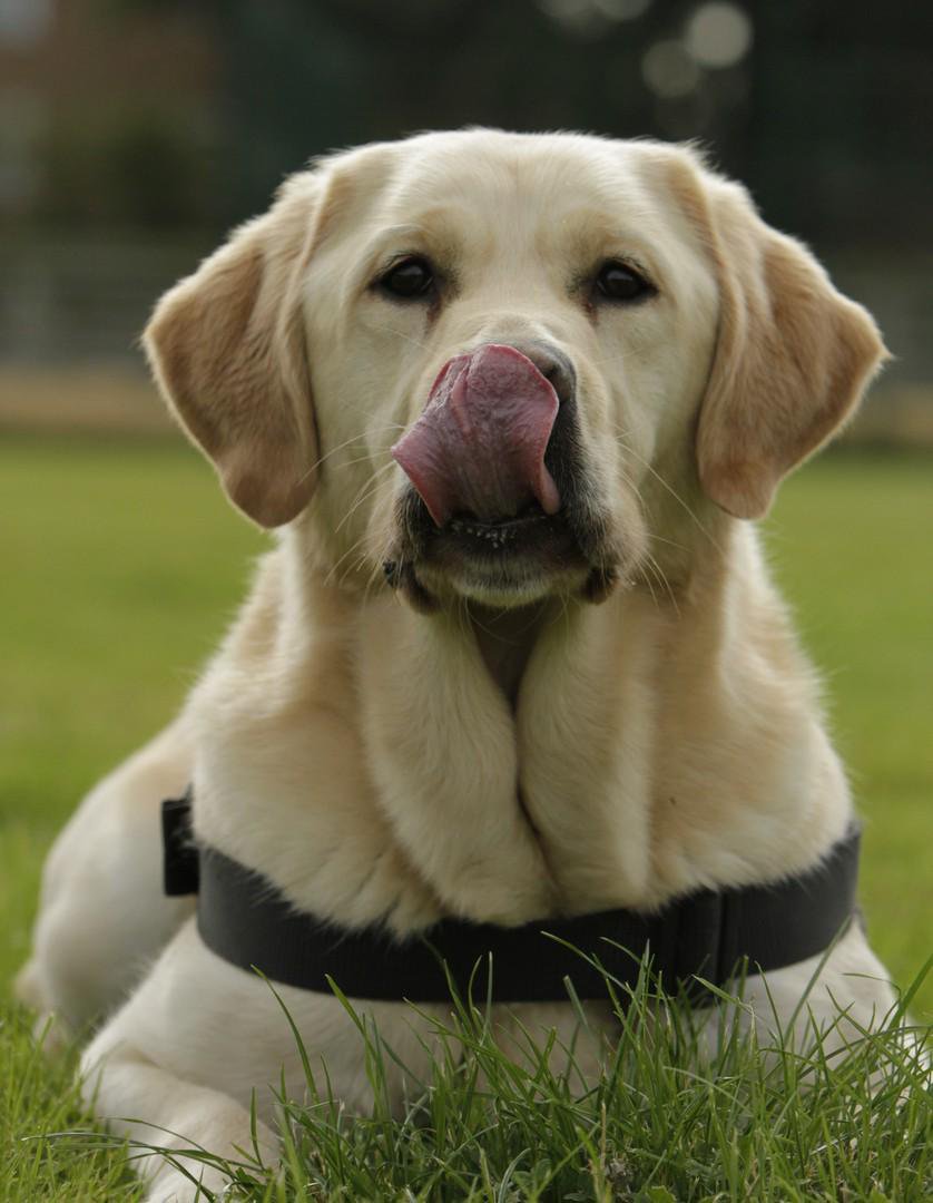 MerPolDogs's tweet photo. PDTilly and PDChamp have worked their final night shift as police dogs tonight.Tilly who is from our breeding programme, and is the mum to the W and Y litter of puppies has been working  for 7 years and Champ 6 years. Both our PD's and handler are going to enjoy retirement. Enjoy https://t.co/bYvz0SnCfg