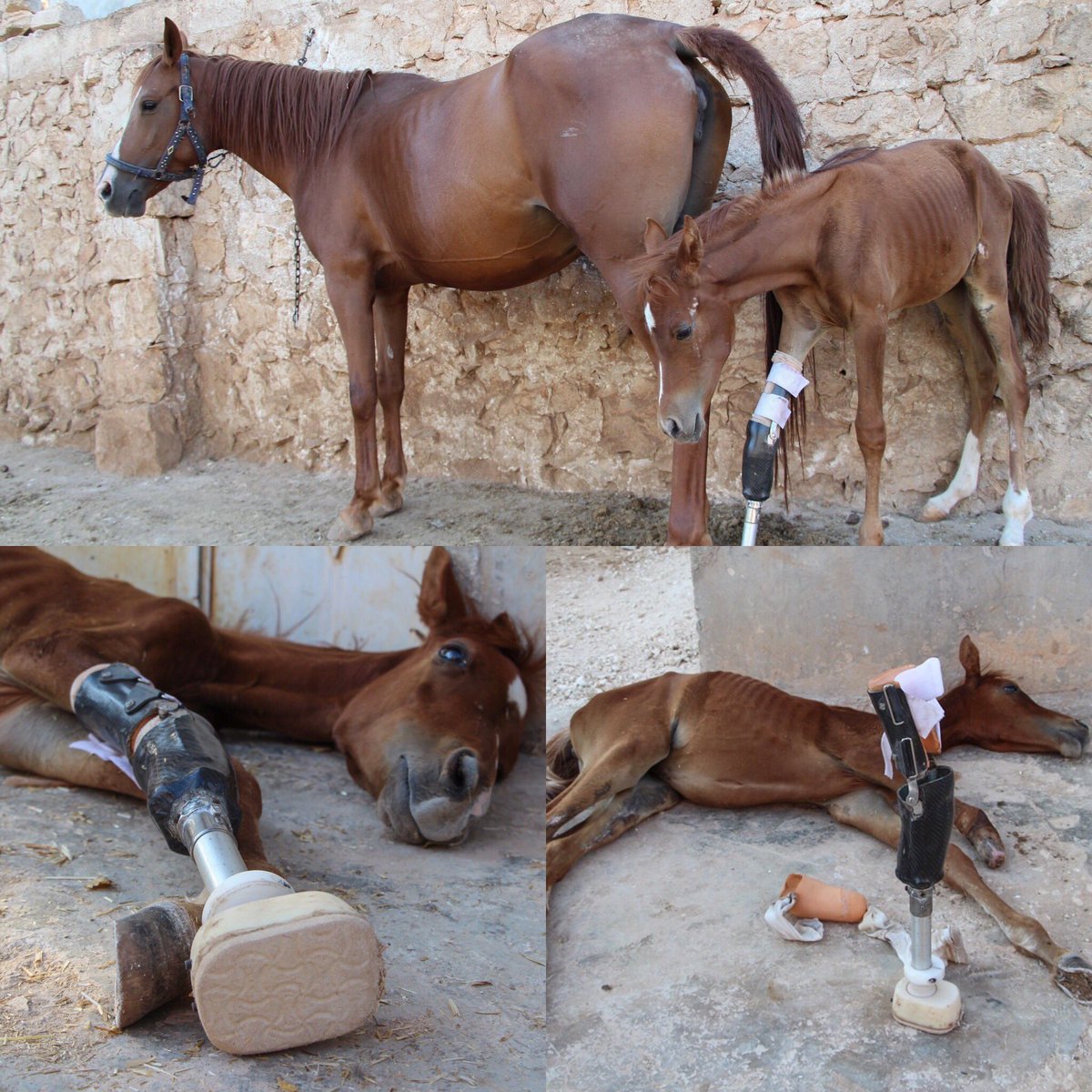 Herkesin Bayramı Mübarek olsun. Engelli hayvanlara daha özenli davranmak dileğiyle mutlu bayramlar.