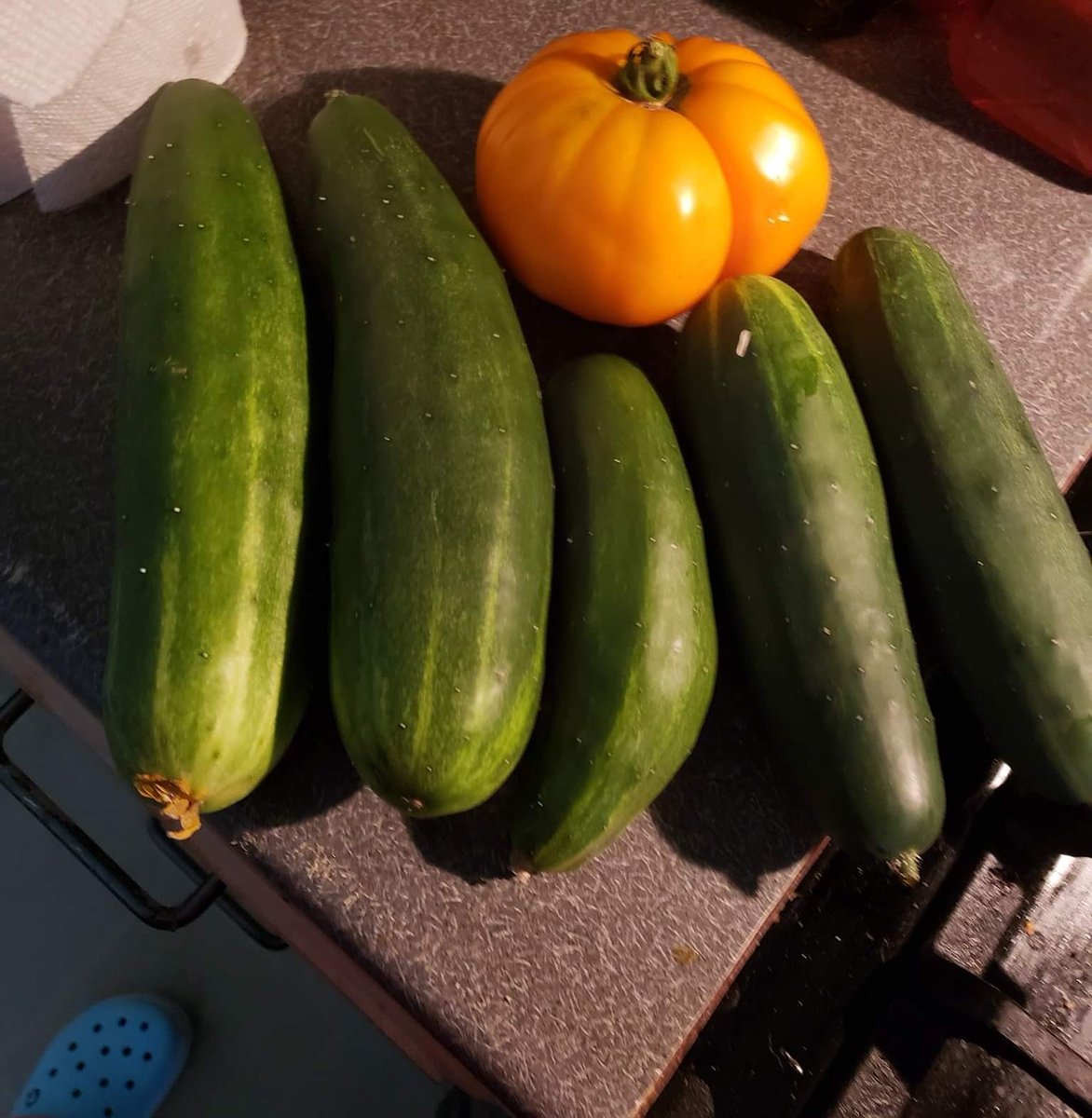 SarahPug12's tweet photo. Found 4 more cukes hidden in the jungle of leaves! Lol π
π₯π₯π₯π₯ #August2019 #BountifulCrops #InPots #DeckGardening https://t.co/JMkgMH2WRJ