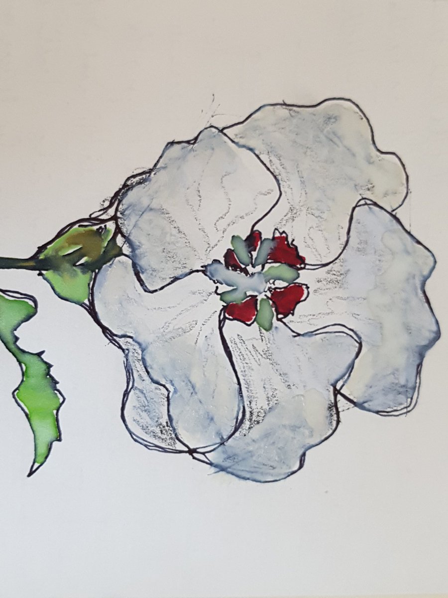 Die Zeit des Gartenhibiskus