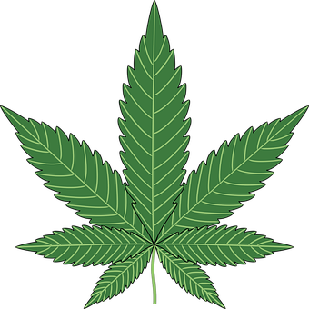 FloridaCannabi3's tweet photo. Legalize Marijuana in Florida!  #PotDaddy  #RegulateFlorida

https://t.co/KZanL98I3u

#florida #orlando #orlandoflorida #miami #miamifl #Tallahassee #pensacola #jacksonville #jacksonvillefl #tampa #SouthFlorida #floridalife https://t.co/v7B8quDS1n