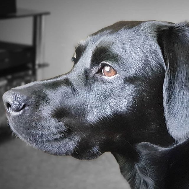 AshWallis23's tweet photo. Thinking about her next walk. #Dog #Blacklabs #labrador https://t.co/TemKbW871l https://t.co/rJoP10KdSd