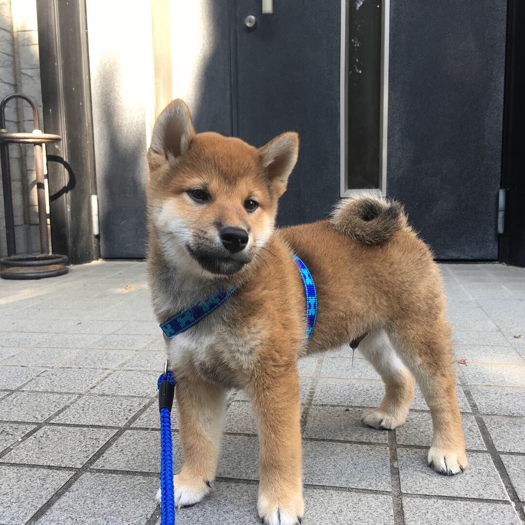 飼っている子犬の柴犬がどんな姿に変わるのか気になる 大量の柴犬劇的ビフォーアフターが集まる Togetter 飼っている子犬の柴犬がどんな姿に変わるのか気になる 大量の柴犬劇的ビフォーアフターが集まる Togetter