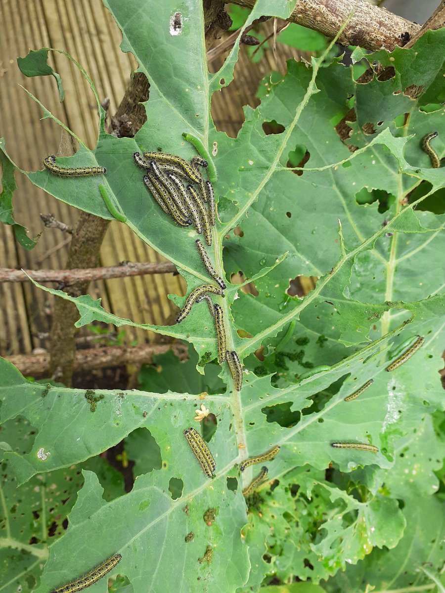 ukelelejones's tweet photo. Not holding out much hope for Uke's broccoli harvest... Nature has taken over !!! 😳😳😳 #YompYompYomp https://t.co/BAa3gS5tiW