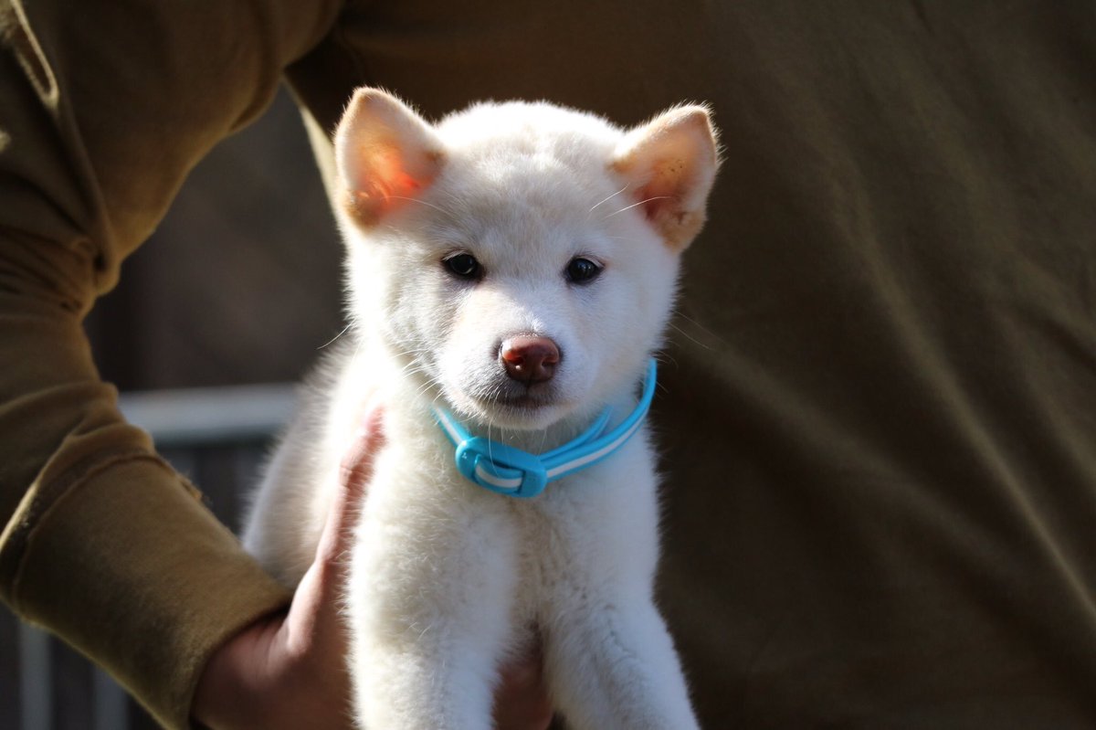 飼っている子犬の柴犬がどんな姿に変わるのか気になる 大量の柴犬劇的ビフォーアフターが集まる Togetter
