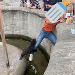 もっと餌よこせ!餌係の人を離さないオットセイの子供!