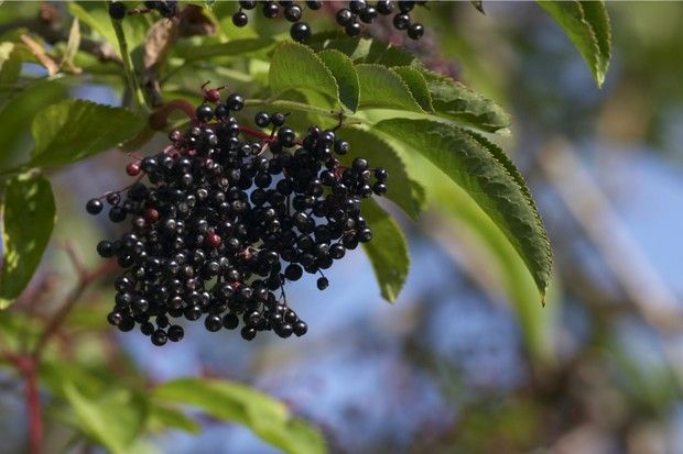 CountryfileMag's tweet image. Late summer and early autumn are the perfect seasons for heading into the British countryside in search of elderberries. Learn how to identify, where to find, the health benefits and how to cook elderberries with our expert guide: buff.ly/333j9qz