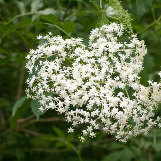 CountryfileMag's tweet image. Late summer and early autumn are the perfect seasons for heading into the British countryside in search of elderberries. Learn how to identify, where to find, the health benefits and how to cook elderberries with our expert guide: buff.ly/333j9qz