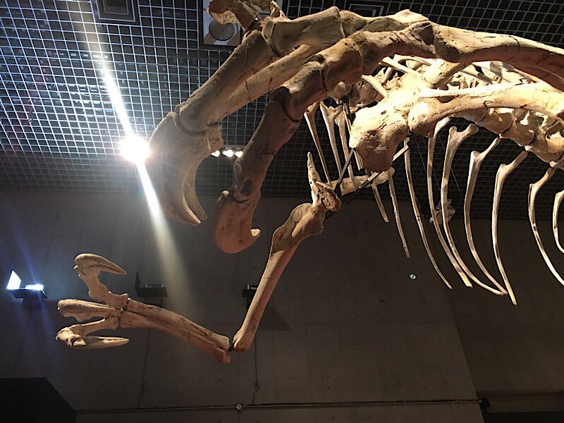 国立科学博物館の恐竜博に行ってきました。今回目玉のデイノケイルスの腕の骨格標本と、常設展の輝安鉱。めちゃめちゃ格好いい……!
すれ違う子どもの半分以上が恐竜柄のTシャツを着ているという、大変に濃い空間でよろしかったです。 