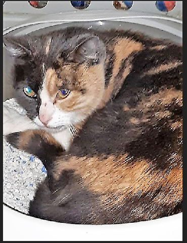 Alerte Animaux Perdus Tweet Trouvé Chat Roux Noir