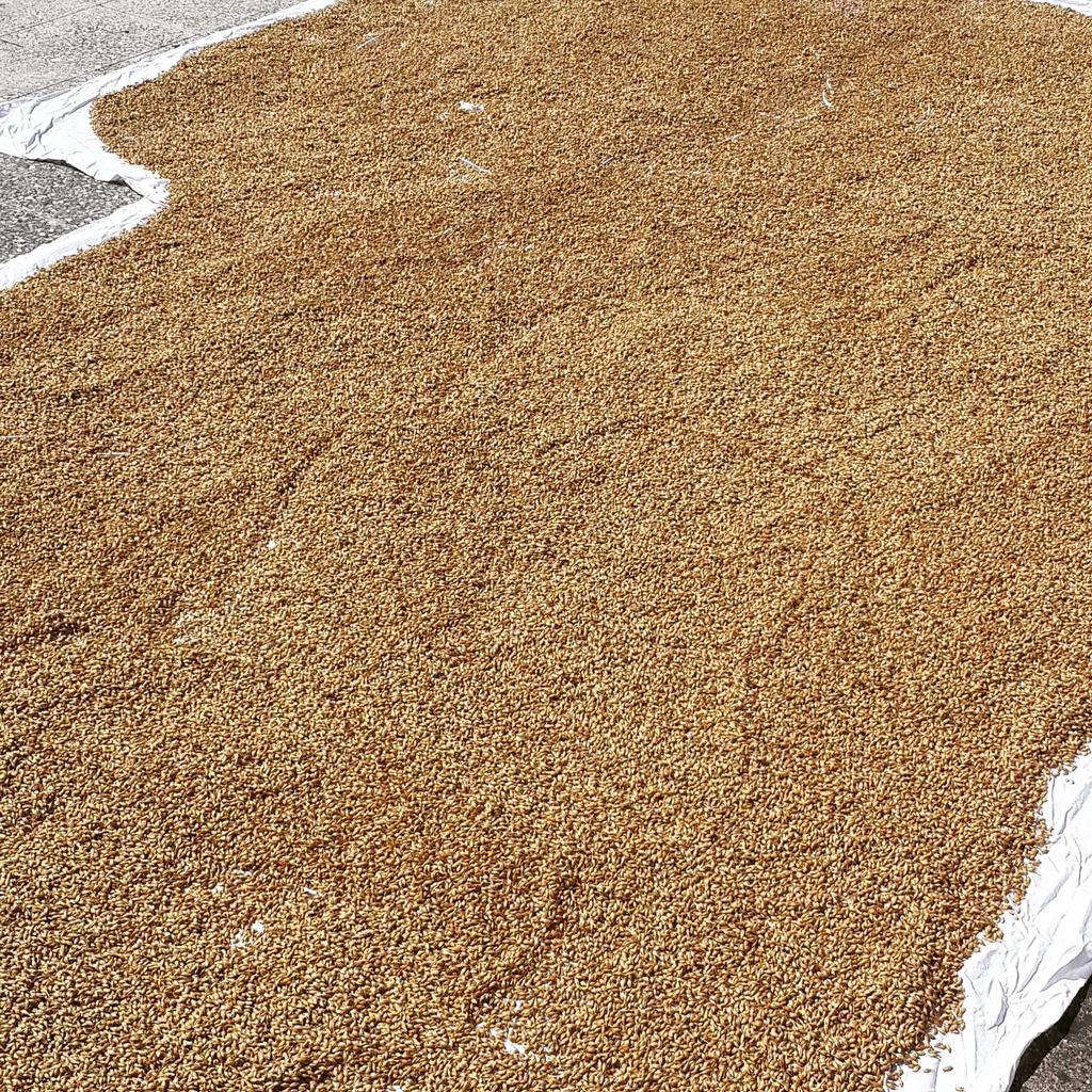 Eski bir Alman deyişi: "Harmanı bekleyen, birayı içer" 🍺
Güneşte kuruyan maltları kırlangıçlardan korumak için gereken güdüleyici atasözü ihtiyacımızı da gidermiş olduk böylece 🌞 
#maltağası