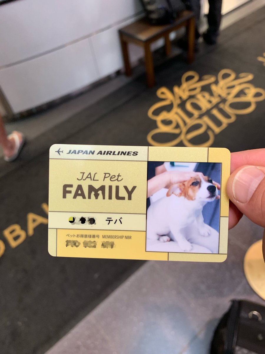 teva_JRT's tweet photo. 今日からお盆休みでテバちゃん初めての飛行機✈︎😱😱😱
トイレも我慢できて、無事宮崎に着きました❗️
#jackrussell #ジャックラッセルテリア #JRT #宮崎 #夏休み #犬 #飛行機 https://t.co/WiLdsypKJZ
