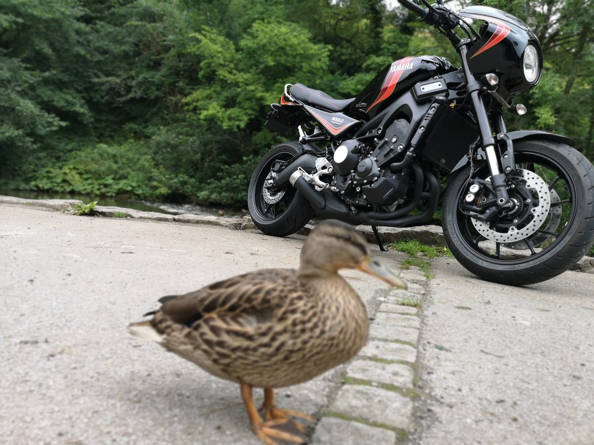 RichardHiggott's tweet photo. Lucky duck gets a birds eye view of the new bike #velocitymoto #lc900 #XSR900 https://t.co/di6ugfTIdt