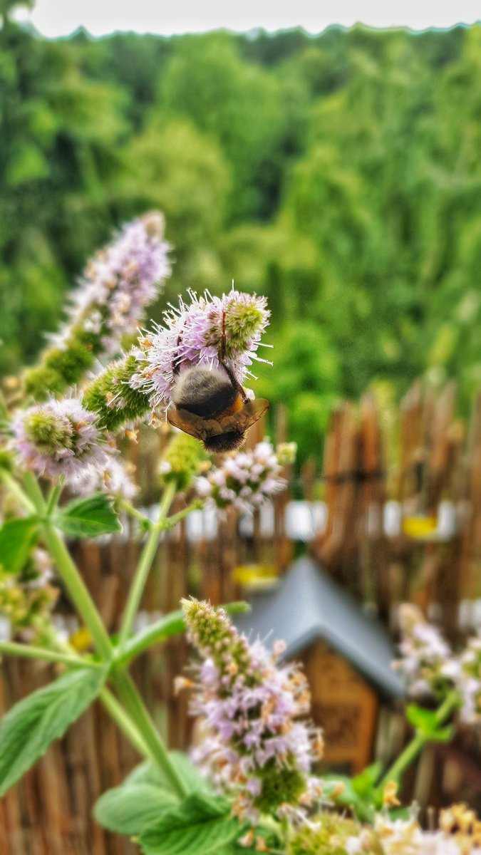 kas_ski's tweet photo. Trzmiele na mięcie 🐝🌱😍
#bzzz #trzmiel #bumblebee #zielonomi #sopockilans #dom #mieta #mint #kwiaty #sopot #loves_sopot #sierpień #summer #summerinthecity #weekend https://t.co/vzuCYbSdyz