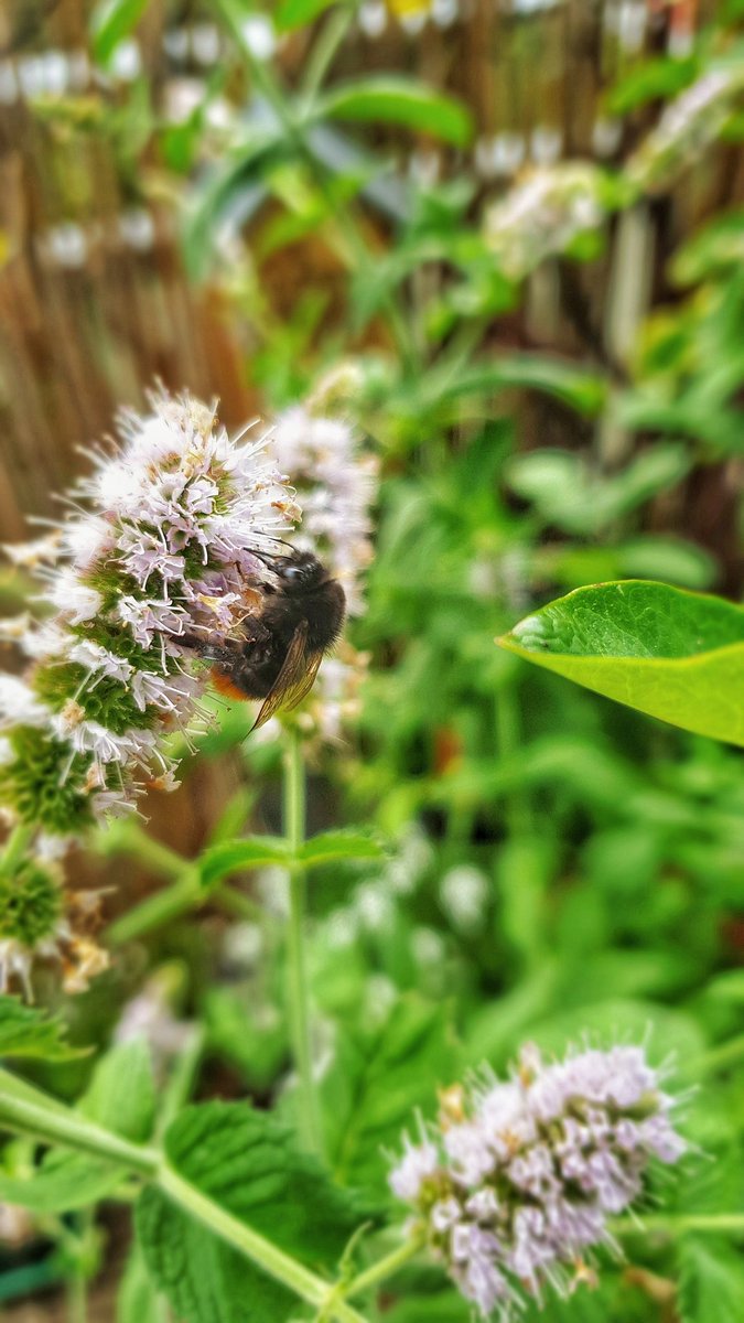 kas_ski's tweet photo. Trzmiele na mięcie 🐝🌱😍
#bzzz #trzmiel #bumblebee #zielonomi #sopockilans #dom #mieta #mint #kwiaty #sopot #loves_sopot #sierpień #summer #summerinthecity #weekend https://t.co/vzuCYbSdyz