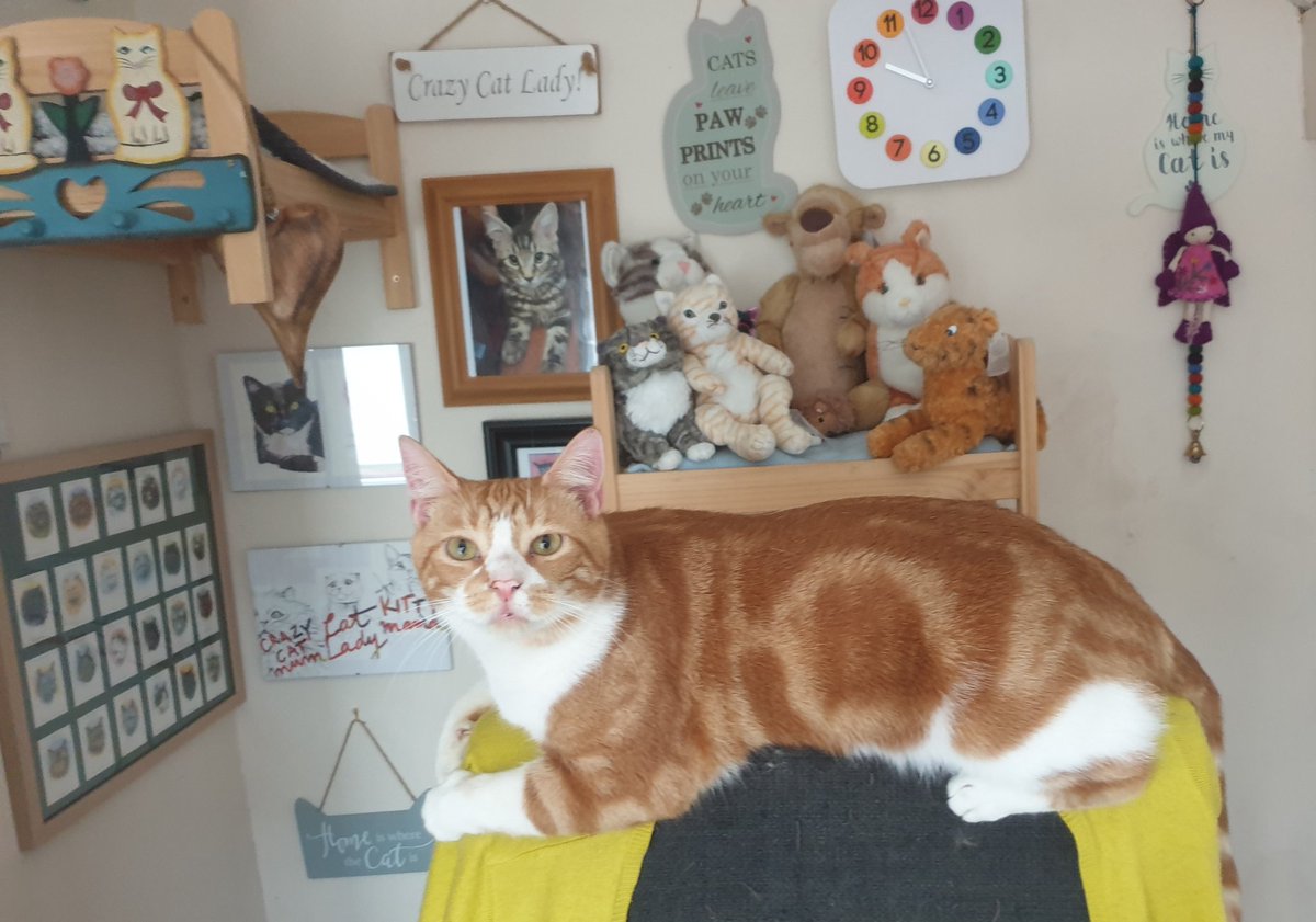 Soopervising da muffer #besttoysiesoopervizer