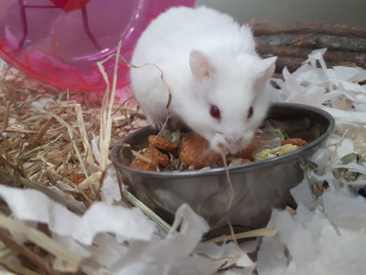 PetsMarsh's tweet photo. How I eat my Sunday dinners 😍

#SundayThoughts #SundayFunday #SundayMotivation 

@PetsatHome @AdoptionForPets https://t.co/6scfIAYgFP