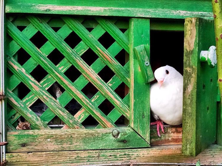 Bir gemi içinde haftalardır bir avuç kadar toprak arayan hz.Nuh’a, zeytin dağından bir dal zeytin getirerek Onu rahatlatan güvercin gibi ,hayatınızın her sıkıntısı bir kanat sesi ile bayram sevincine dönüşsün. Bayramınız mübarek olsun... 🕋 #kurbanbayramı