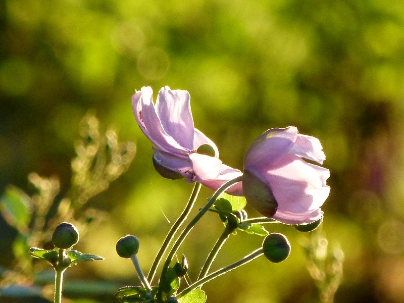 Zaterdag 17 en zondag 18 augustus zwaaien de tuinpoorten voor de laatste keer dit jaar open in de tuinen in Midden Brabant.  halloheusden.nl/2019/08/nazome…