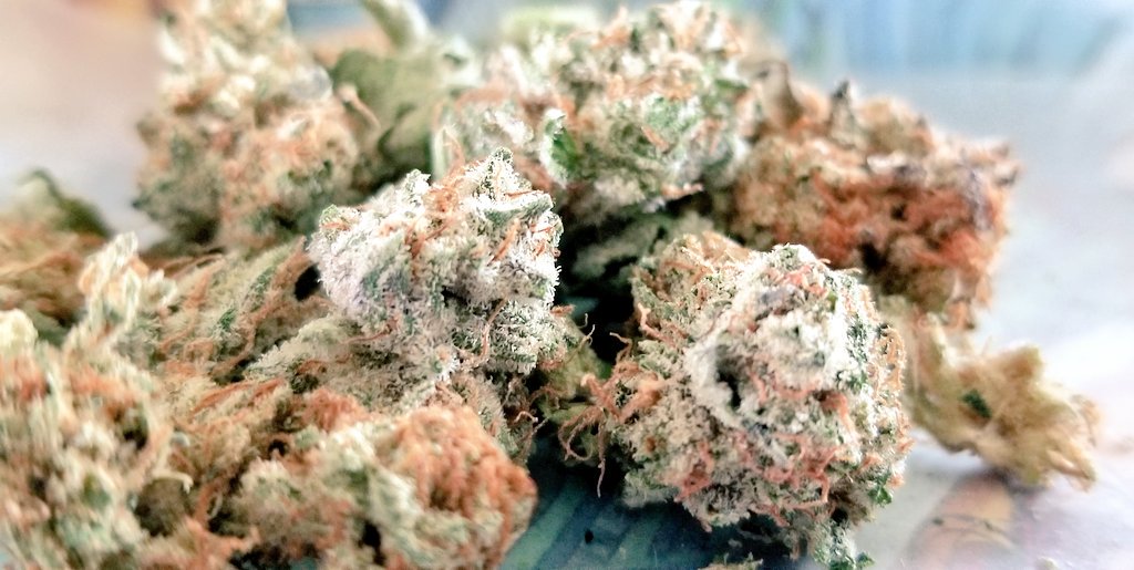 TheFLweed's tweet photo. #DYK that #Florida #mmj is running approximately $350 an #oz ? Talk about price gougin! And the sad thing is #mmj #patients will pay that! #wakeup! An oz of #🔥 on the #bm is $180-$250 depending on quality. #ripoffreport ! #Corporatecannabis #corporategreed #flweed #mmjfl #mmj https://t.co/FcoUOE5qwX