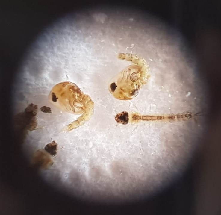 UPEndMalaria's tweet photo. Become a Medical Entomologist for a day... Join us at @Tukkies Health Sciences' Faculty Day 2019, 20-21 August! We have some super exciting things to share with you...
#medicalentomologist, #malariavector, #underthemicroscope https://t.co/aJx2uipXXi