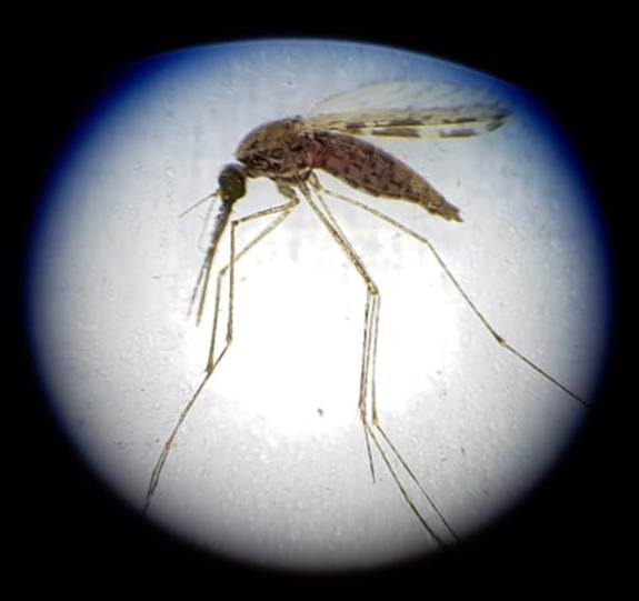 UPEndMalaria's tweet photo. Become a Medical Entomologist for a day... Join us at @Tukkies Health Sciences' Faculty Day 2019, 20-21 August! We have some super exciting things to share with you...
#medicalentomologist, #malariavector, #underthemicroscope https://t.co/aJx2uipXXi