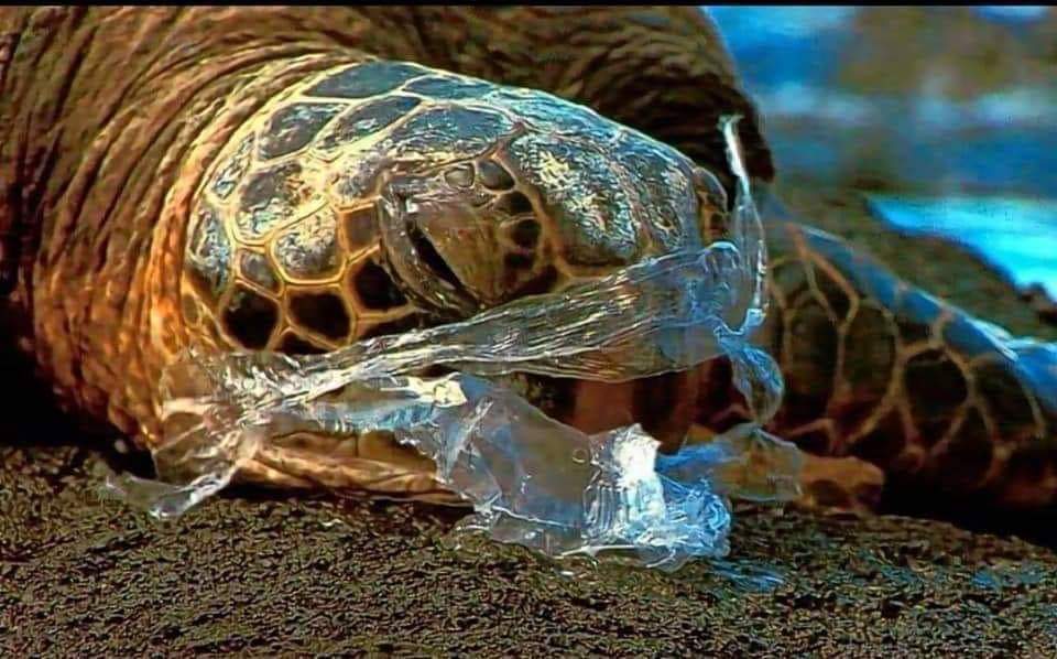 EarthLandLife's tweet photo. Awareness Campaign
📷 by Meoww https://t.co/pLig1ZVxu4