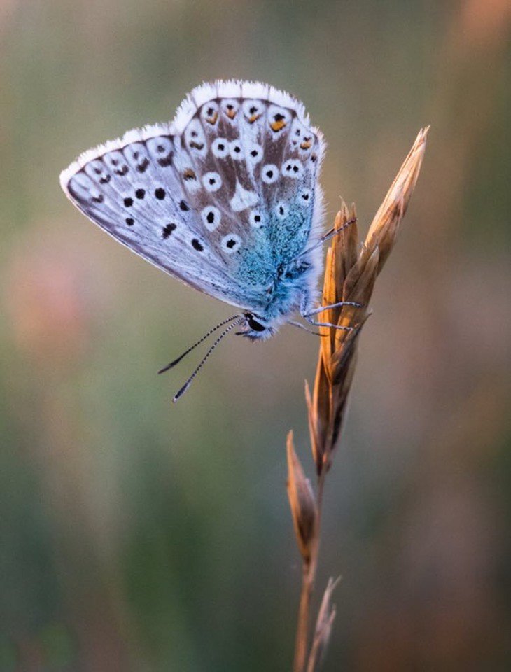 We have a Photo of the Month each month &amp; a print of the image will be displayed in our sponsors 
<a href="/Photosound_/">Photosound</a> shop window in Bishop's Stortford (20 Bridge Street, Bishops Stortford CM23 2JY) - this is August's winner by Paul Weaver - a Chalk Hill Blue taken on our Summer Program
