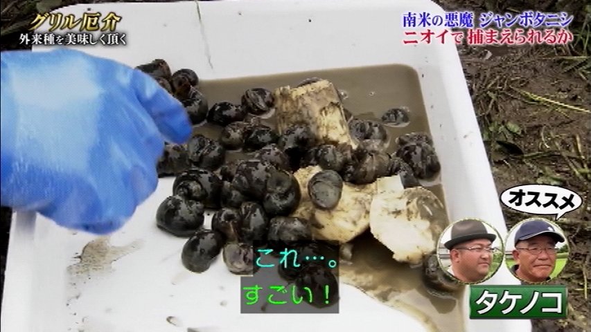 田んぼを荒らす厄介者ジャンボタニシがペットボトルで作ったトラップにビッシリ ご家庭でマネできる大衆食堂のメニューに変身 鉄腕dash Togetter