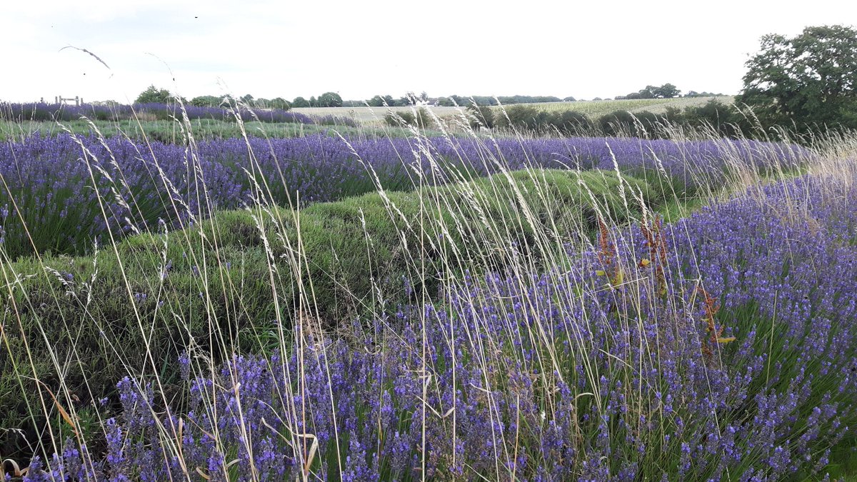 shroplavender's tweet photo. This is a heavenly place to live...we need someone to carry on our passion 💚💜💚💜#lavender #allnatural #nochemicals #scented #natural #wild https://t.co/XdTFS47vzn
