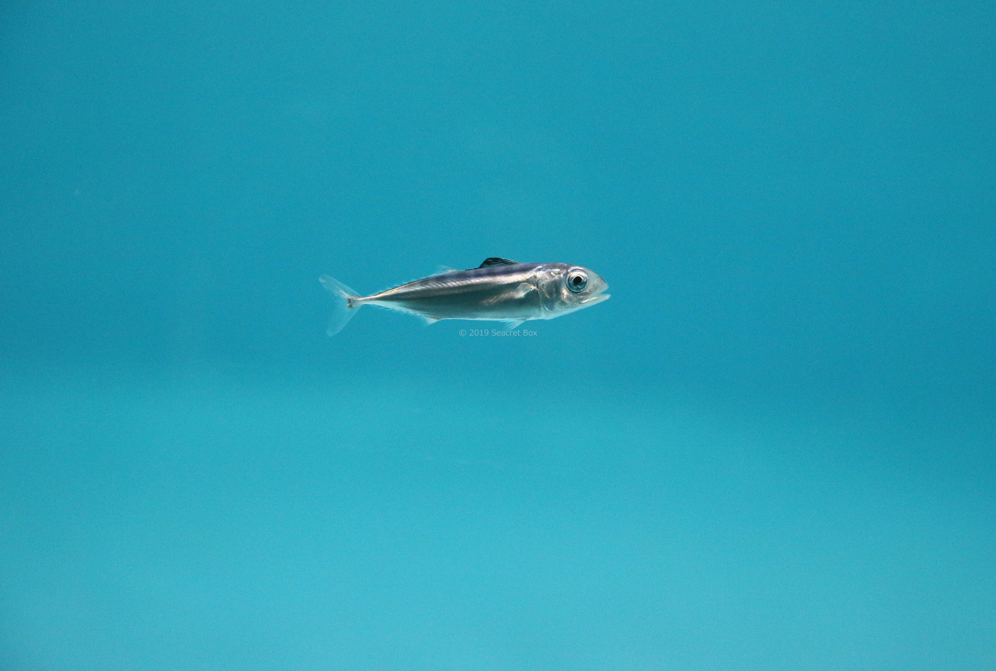 Seacretbox En Twitter クロマグロの稚魚は６ ３０００匹に ﾟ ﾟ 卵から稚魚になる確率が１ 稚魚が成魚になる確率が１ 共食い 突然の大量死もあるとのこと 飼育環境の事前検討 準備は行われていたので 元気な６匹に期待です 浅虫水族館 水族館