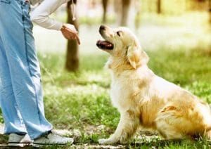 CaninaManual's tweet photo. SIN BARRERAS: a la hora de mostrarle a nuestro peludo que no debe entrar en una zona o si queremos que se quede tranquilo dentro de una estancia, debemos enseñarle a quedarse en esa estancia....
Quieres saber más? Consigue ya tu ejemplar!
#educacioncanina #educatuperro #dog https://t.co/ESvESgnWt5