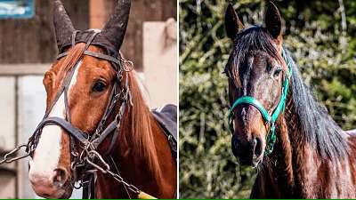 EcurieTurfcom's tweet photo. Au Sap, ⭐️Emir Pettevinière⭐️ se classe bon 3ème ce dimanche 👍. ⭐️Don Juan Madrik⭐️ est dai pour sa rentrée mais se comporte bien ensuite. https://t.co/DLf8ezN95u