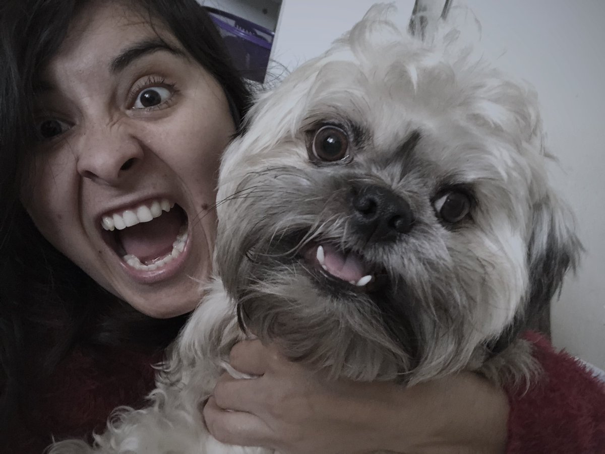 1sindy's tweet photo. La mirada que le das a tu mamá cuando dice “Espera,una foto más “ 📸🤨🥴 #animalovers #shitzulover #bookphotography #photostragram #photo #winter #retratando #amorperruno🐶 #shitzu #dogworld #lovedog #sundayvibes #funnydogs #puppiesofinstagram #puppy #doginstagram #hachiko #love https://t.co/ad3pdF5OlJ