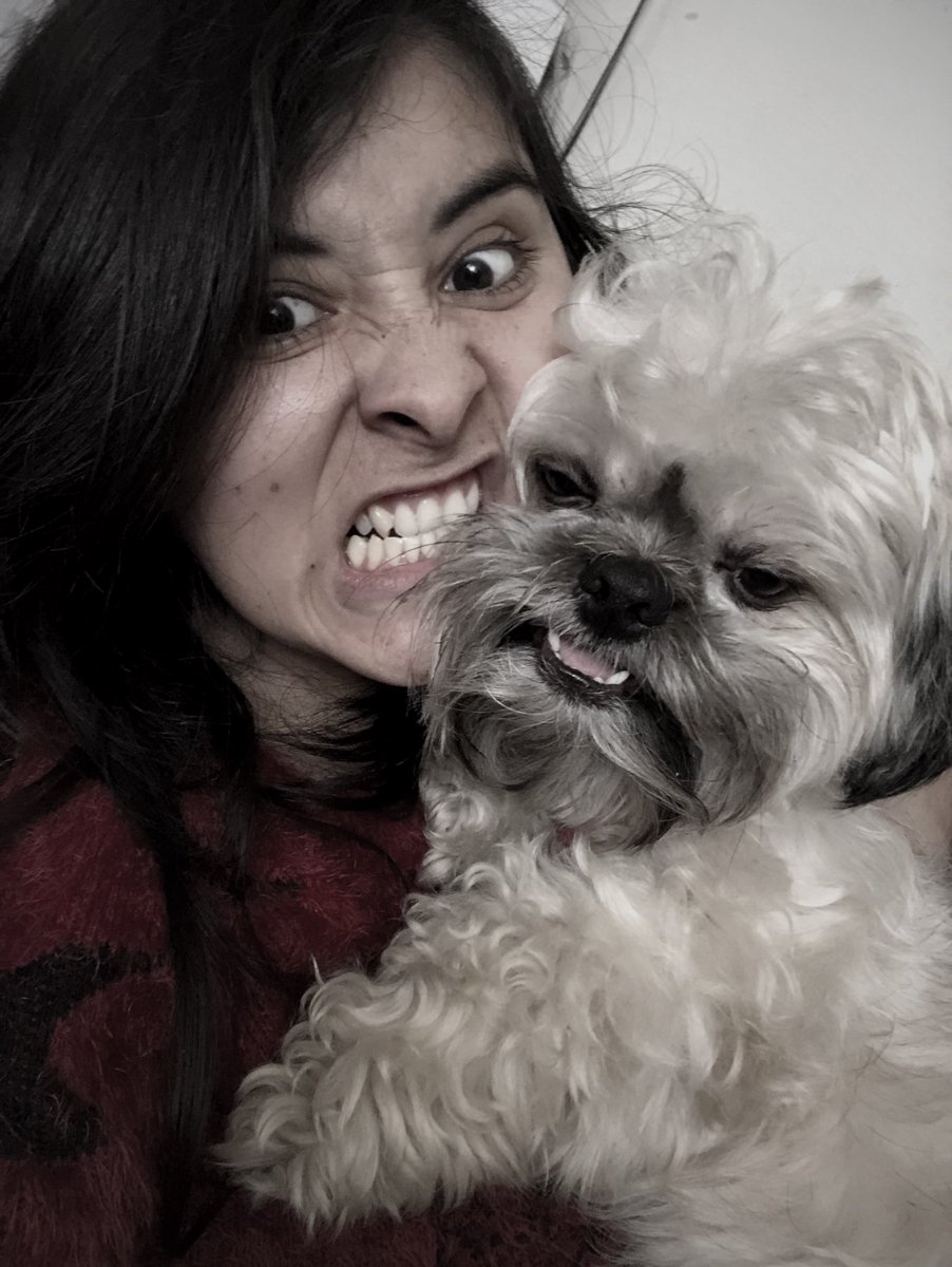 1sindy's tweet photo. La mirada que le das a tu mamá cuando dice “Espera,una foto más “ 📸🤨🥴 #animalovers #shitzulover #bookphotography #photostragram #photo #winter #retratando #amorperruno🐶 #shitzu #dogworld #lovedog #sundayvibes #funnydogs #puppiesofinstagram #puppy #doginstagram #hachiko #love https://t.co/ad3pdF5OlJ