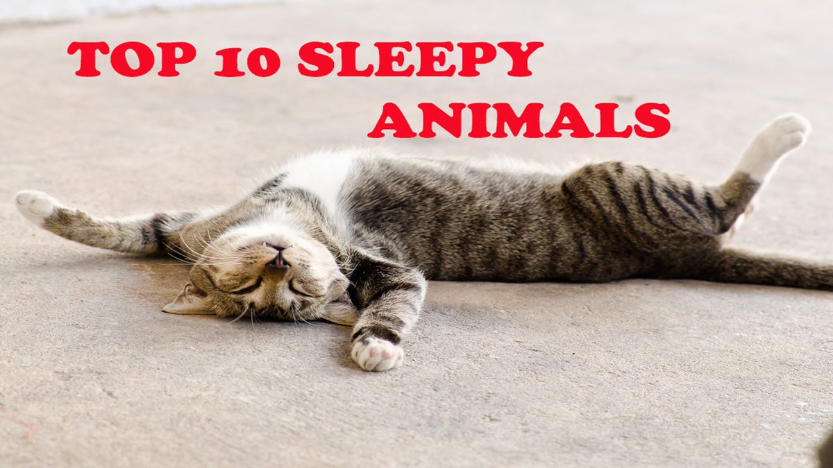 Top Ten Sleepy Animals
bit.ly/2YZn9VQ