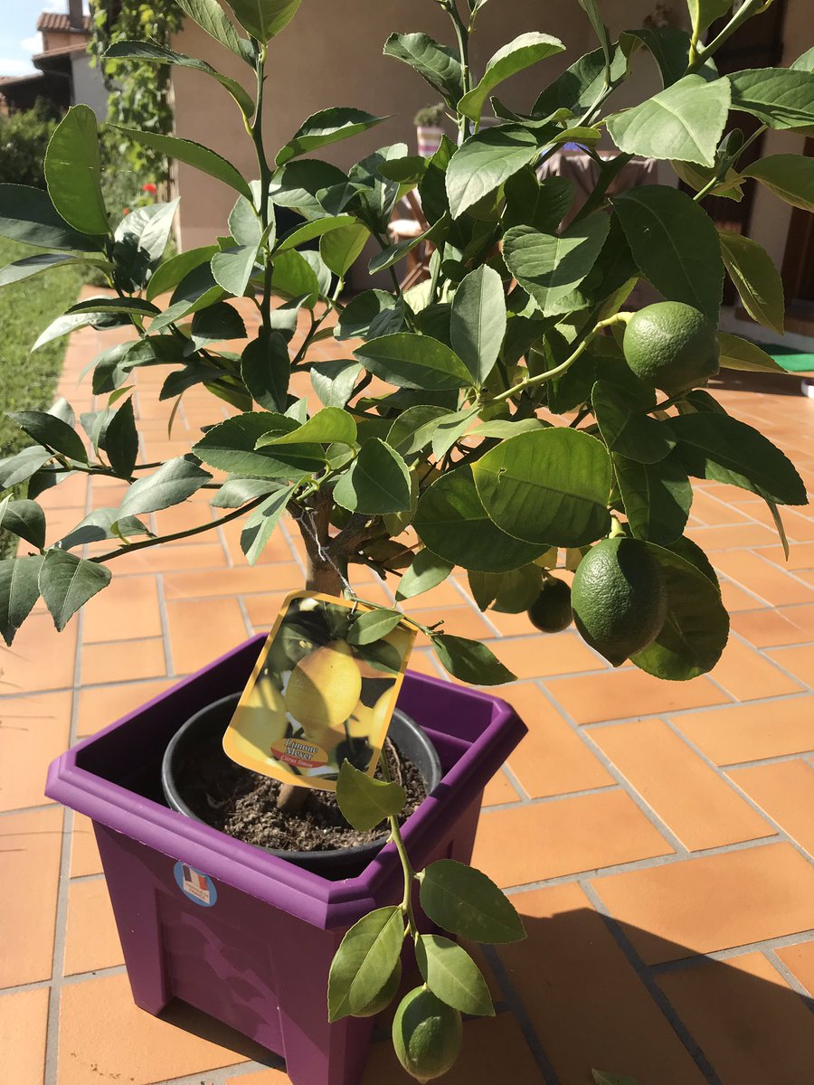 MarilenaMunaro's tweet photo. This Lemon 🍋 tree seems happy here for now but it’ll be happier  @villedegrasse in the winter. Citrus limon Meyer x doppio sanguinello #limonene #citral Aromatherapeutic Plants @DanieleRyman #jardinage #jardin #potager #herbgarden #happynessprinciple #mentalhealth https://t.co/oK0MTH0bsY
