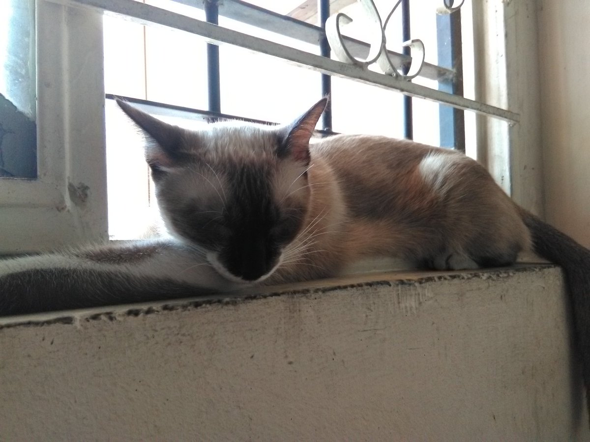 Sally_Quino's tweet photo. Aquí les dejó una foto de Latte triste porque nadie viene al pie de su ventana a decirle que lo quiere.
Hoy esta en su modo chipi, sad, melancólico.
#Catsad #latte #happysunday #catlover https://t.co/Lp9PlhzsHl