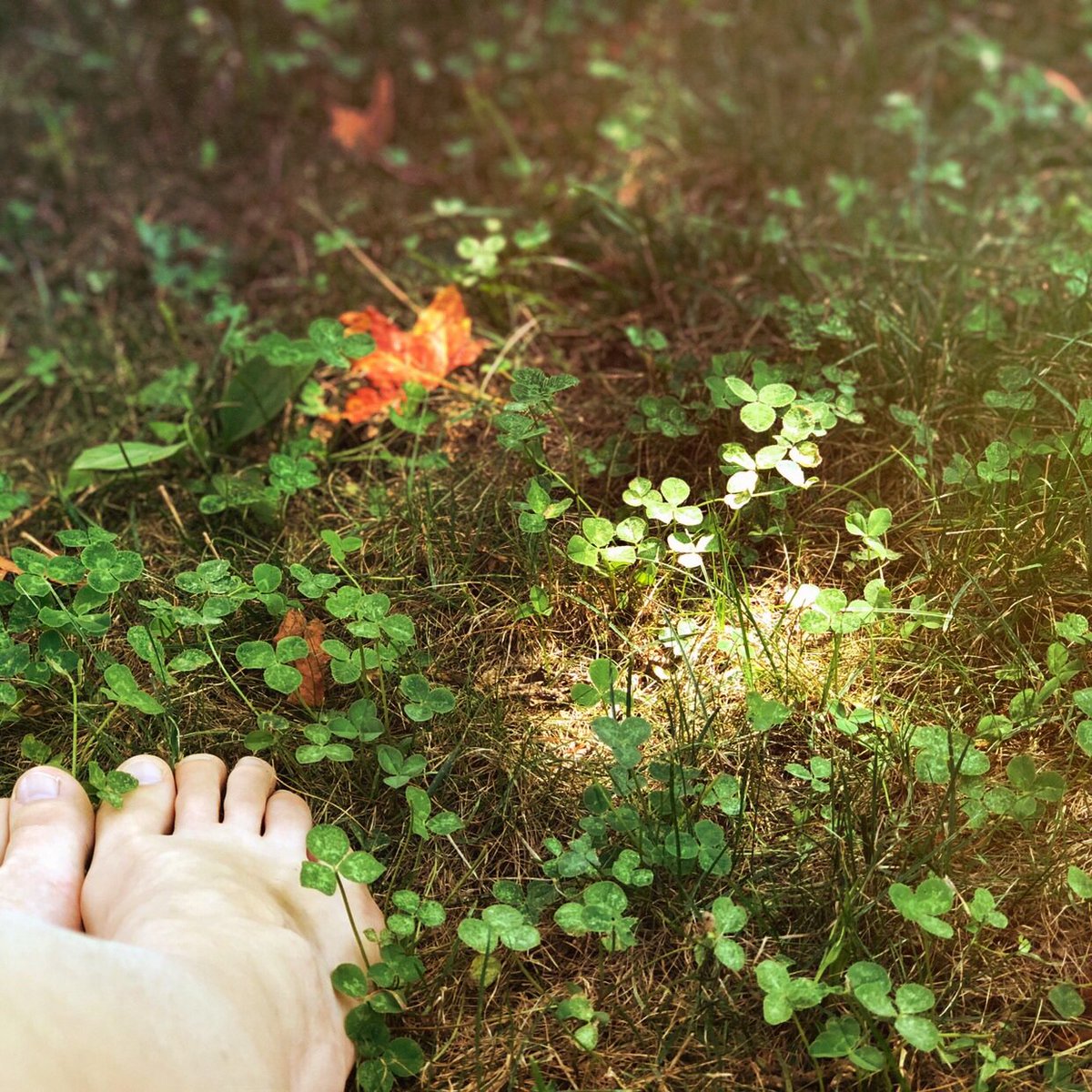 carrieciula's tweet photo. everything else drops away
and the only thing i know 
is that all of the parts of my being 
are being gathered.
no longer two or more.
no longer many.
just one.
one and whole.
::
#earthmedicine 
#grounded 
#goingoutisgoingin
#natureknows https://t.co/YmG4HmudBI