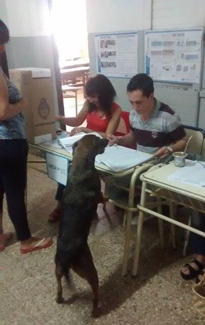 lagordaniembro's tweet photo. ATENCIÓN: QUIERO DENUNCIAR QUE EL SUJETO DE LA FOTO ESTÁ POR ENTRAR A VOTAR Y NO FIGURA EN EL PADRÓN. https://t.co/Llpu7syanq