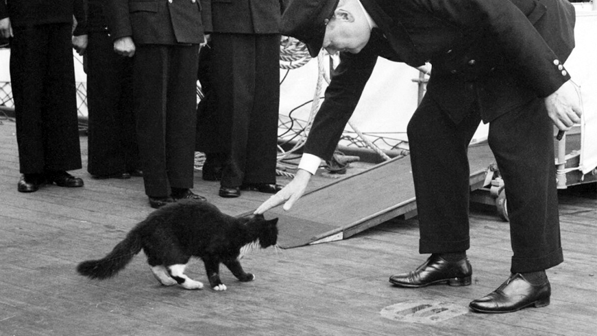 WWIIpix's tweet photo. "Unsinkable Sam", a German cat who served in the  Kriegsmarine and the Royal Navy, survived the sinking of the Bismarck, HMS Cossack and the HMS Ark Royal. #WW2 https://t.co/9MZVBJTM8O