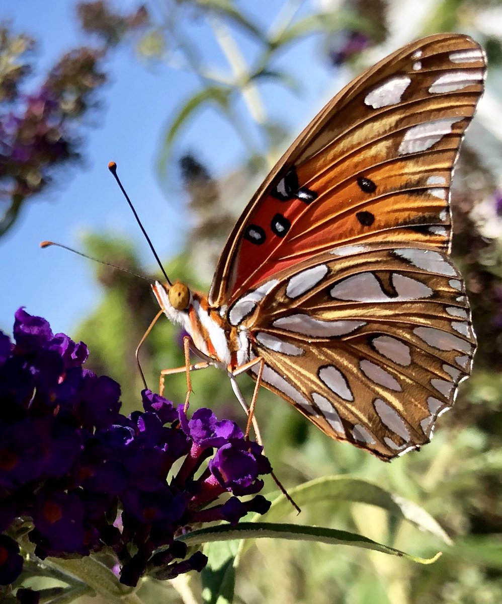 lisapoffpoetry's tweet photo. Your heart knows the way A compass is not needed Close your eyes and fly #heartknowledge #haikuphotocaption #butterfly #poem https://t.co/tesxgnzC7m