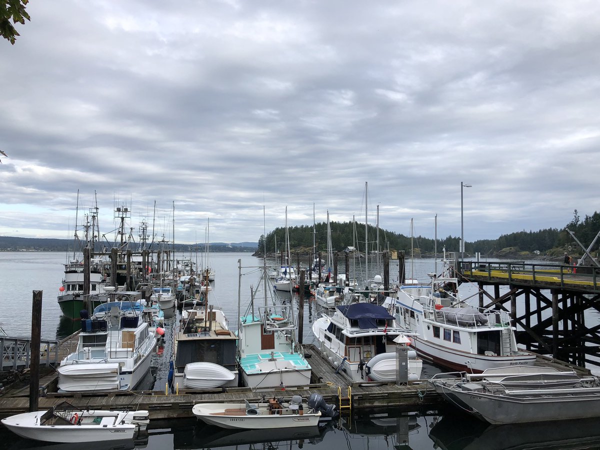 Lots of whales today between Cortes and Quadra