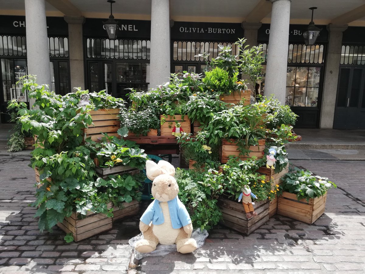 PeterRabbitLive tweet media