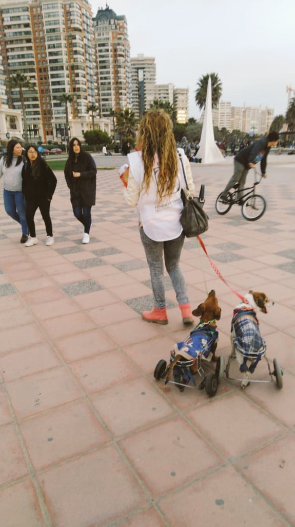 DBisquertt's tweet photo. Hoy es el último día de la #ColectaAnual  @Fundacion_Gantz TODOS A APORTAR 💸💪🏼 Ayer estuve en el paseo costero #VinadelMar con ayudantes especiales parte de mis peludos discas Ragnar y Leftraru me acompañaron lo pasaron bien y la gente se animo a ayudar a los niños con fisura 😊 https://t.co/EdUkYz7iJL