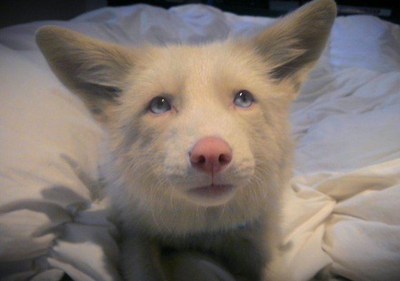 珍しい動物達 ピンクシャンパン フォックス 世界に2頭しかいないキツネ ピンク色の毛と青い目が特徴でアルビノとは異なる 2匹のうち1匹はカナダで飼われており一緒に住んでいる犬と非常に仲が良いそうです 珍しい動物達 ピンクシャンパン フォックス 世界に2頭しかいないキツネ ピンク色の毛と青い目が特徴でアルビノとは異なる 2匹のうち1匹はカナダで飼われており一緒に住んでいる犬と非常に仲が良いそうです